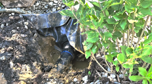How to Find & Fix a Pond Leak: Step-by-Step Troubleshooting Guide